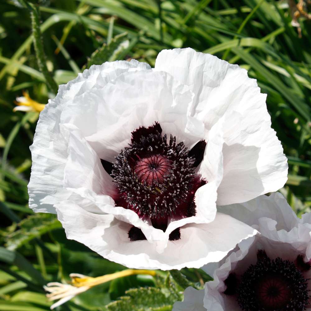 Jättevallmo 'Perry's White'